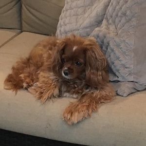 Meet your Posher, Allison